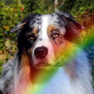 our dogs bajas rainbow